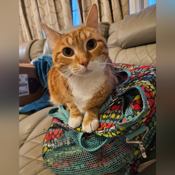 Meet your Posher, Crystal - Picture 3 of 11